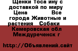 Щенки Тоса-ину с доставкой по миру › Цена ­ 68 000 - Все города Животные и растения » Собаки   . Кемеровская обл.,Междуреченск г.